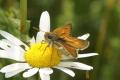 Butterflies: Small Skipper (Thymelicus sylvestris)